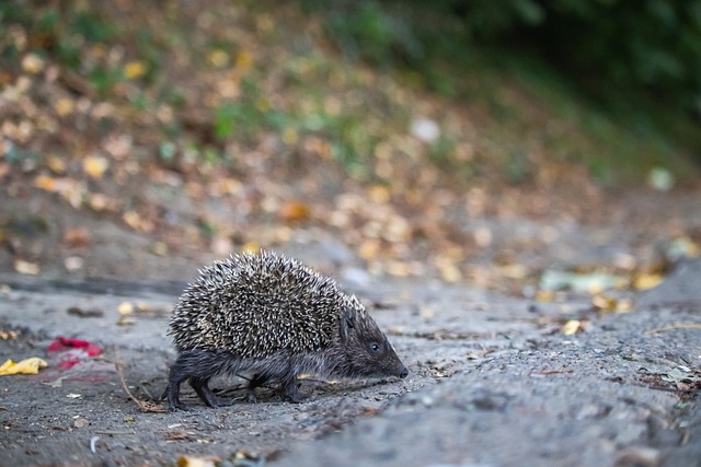 C罗以其卓 C罗以其卓