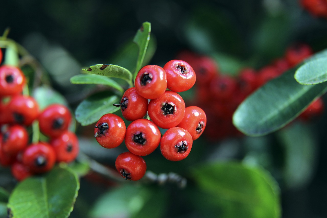 皇马将比分 皇马将比分