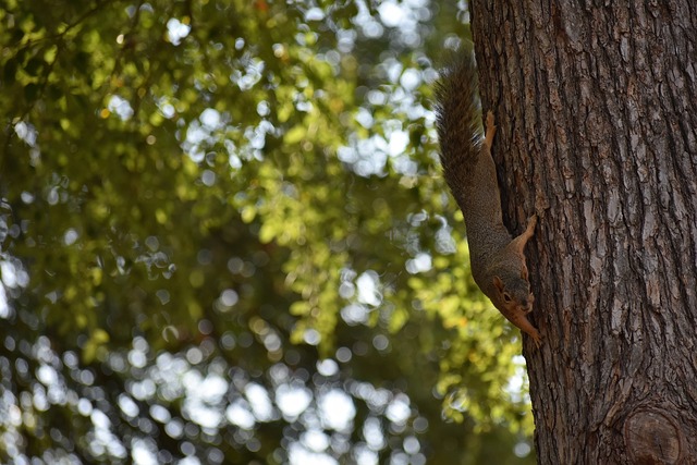 球队的整体 球队的整体