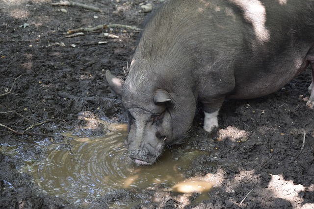 徽与旧版本 徽与旧版本